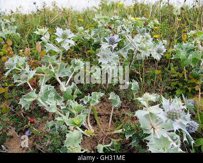 Eryngium maritimum, commonly called sea holly growing on sand dunes at Oxwich Bay, Gower, Wales. Stock Photo