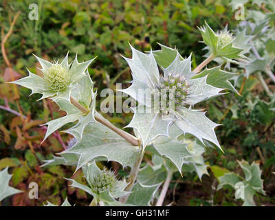 Eryngium maritimum, commonly called sea holly growing on sand dunes at Oxwich Bay, Gower, Wales. Stock Photo