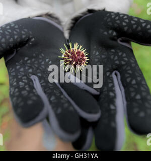 Sprouting Pine Cone in Gloved Hands offers a unique perspective on how the tiny seeds sprout Stock Photo