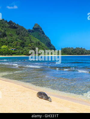 Hawaiian monk seal rests on beach in Haena, Kauai, with Mt. Makana, called Bali Hai, in distance Stock Photo