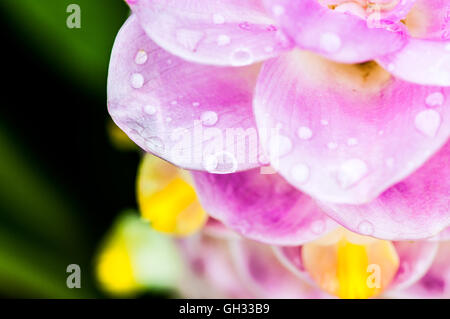 Water drops on pink flower Stock Photo