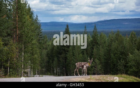 Raindeer on a road in Finish Lapland Stock Photo