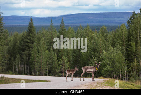 Reindeer on a road in Finish Lapland Stock Photo