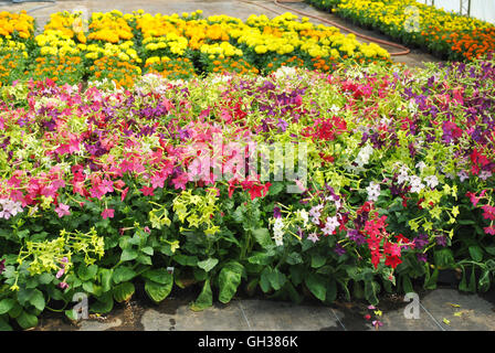 Flowers in Full Bloom Growing in a Greenhouse Stock Photo