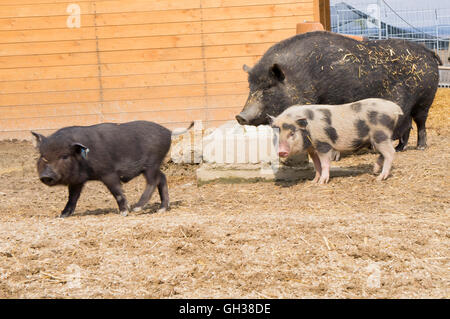 Goettingen Minipig, Sus scrofa domesticus 