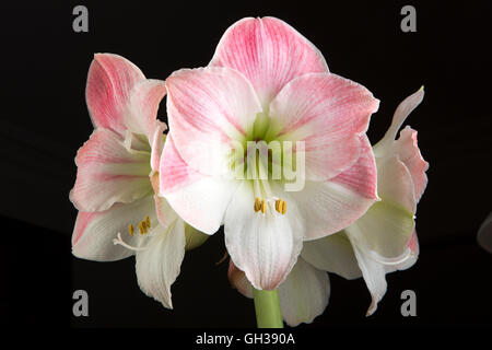 Flowers, Pink Apple Blossom Amaryllis flower, Hippeastrum, detail Stock Photo