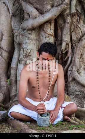 A young Indian doctor preparing traditional ayurvedic, herbal medicine. Stock Photo