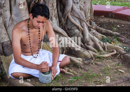 A young Indian doctor preparing traditional ayurvedic, herbal medicine. Stock Photo