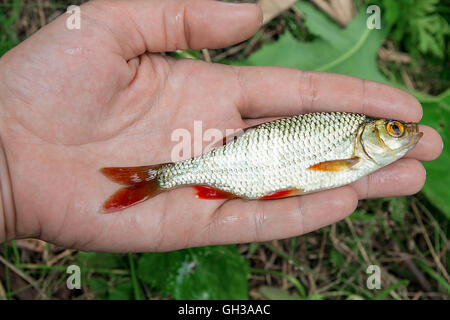 Freshwater fish just taken from the water. Close up view of single common rudd fish in hand. Stock Photo