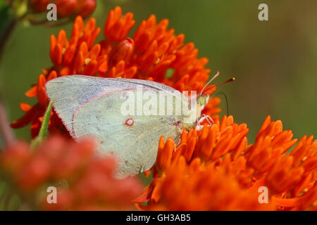 A female white form Clouded Sulphur butterfly (Colias philodice) nectaring on butterfly weed flowers (Asclepias tuberosa), Indiana, United States Stock Photo