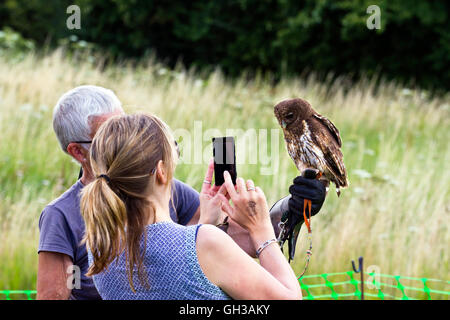 Woman using her phone to photograph a captive Little owl (Athene noctua) Stock Photo