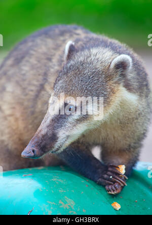 Cute Coati (Nasua nasua) begging for food from tourists nearby Iguacu falls in Brazil Stock Photo