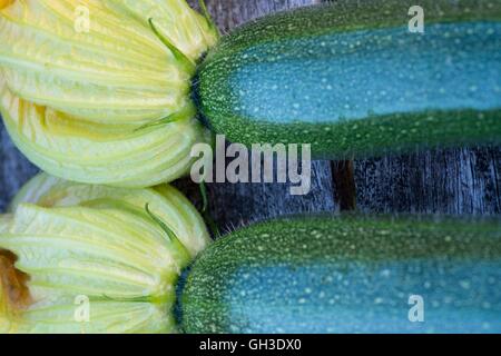 Zucchini or courgette, close up of flowers, Norfolk, England, July. Stock Photo