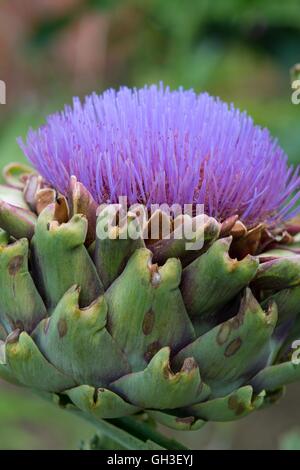 Globe artichokes - Cynara scolymus, flower head grown for decoration, Norfolk, England, August Stock Photo