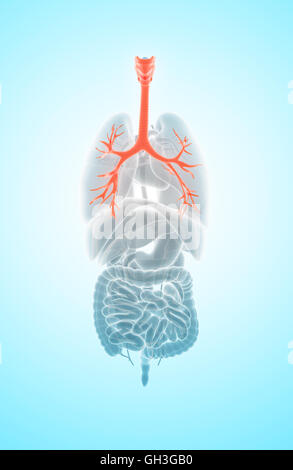 3D illustration of Larynx Trachea Bronchi Part of Respiratory System. Stock Photo