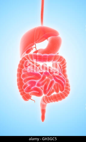 3D human male x-ray digestive system, medical concept. Stock Photo