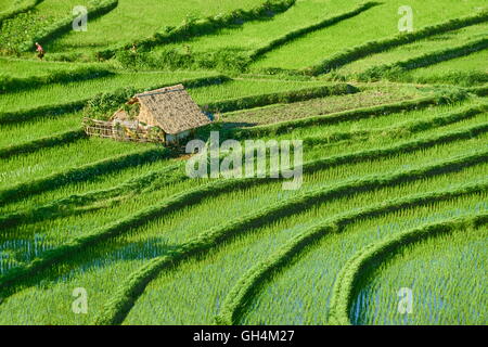 Rice Terraces Field, Bali, Indonesia Stock Photo