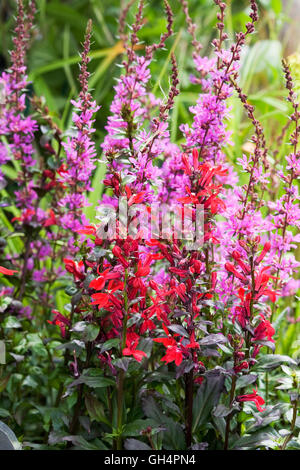 Lobelia x speciosa 'Fan Scarlet' and pink Lythrum flowers in an herbaceous border. Stock Photo