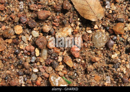 A camouflaged Cricket froglet Stock Photo