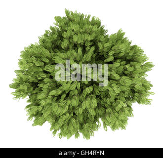 top view of honey locust tree isolated on white background Stock Photo