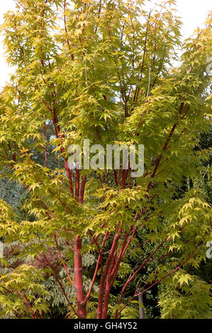 Acer palmatum Sangu Kaku Stock Photo