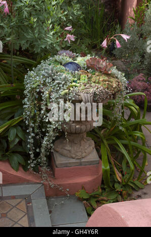 Stone Urn  Planter with succulents and Dichondra, Crinum in background, Stock Photo