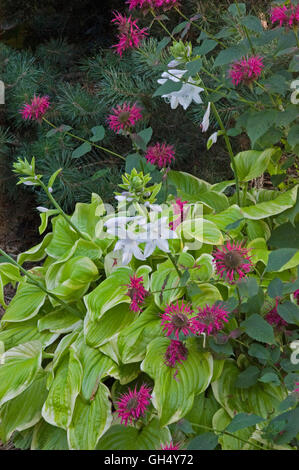 Hosta 'Fragrant Bouquet', Monarda Raspberry Wine Stock Photo