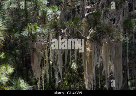 Long hair of Usnea barbata. Old pine forest in Tenerife, Canarian Stock Photo