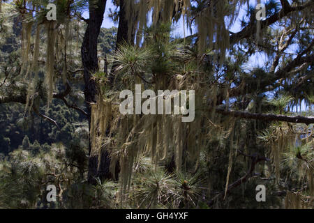 Long hair of Usnea barbata. Old pine forest in Tenerife, Canarian Stock Photo