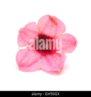 pink flowers of Brachychiton bidwillii, dwarf kurrajong, isolated on white background Stock Photo