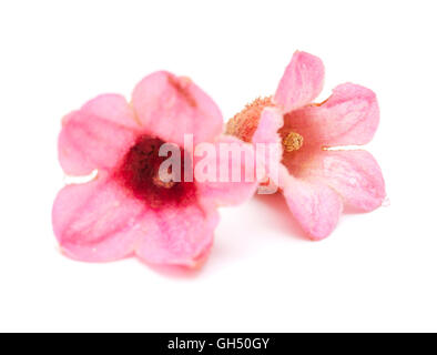 pink flowers of Brachychiton bidwillii, dwarf kurrajong, isolated on white background Stock Photo