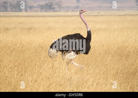 zoology / animals, birds (Aves), African bunch (Struthio camelus), Ngorongoro crater, Ngorongoro Conservation Area, Tanzania, Africa, Additional-Rights-Clearance-Info-Not-Available Stock Photo