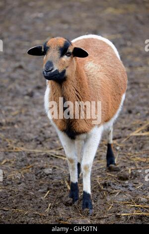 zoology / animals, mammal (mammalia), Cameroon sheep, wild park Poing. administrative district Ebersberg, Upper Bavaria, Bavaria, Germany, Additional-Rights-Clearance-Info-Not-Available Stock Photo