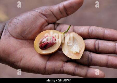 botany, nutmeg (Myristica fragrans) in the hand of a guide nearby of a spice tour on the Kizimbani Spice ranch, Zanzibar, Tanzania, Africa, Additional-Rights-Clearance-Info-Not-Available Stock Photo