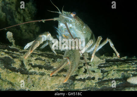 European crayfish, Noble crayfish or Broad-fingered crayfish (Astacus astacus) Eastern Europe Stock Photo