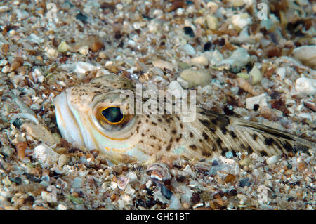 Closeup portrait of Greater weever (Trachinus draco) on sandy bottom Stock Photo