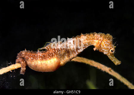 Maned Seahorse or Long-snouted seahorse (Hippocampus guttulatus) male with caviar, Black Sea Stock Photo