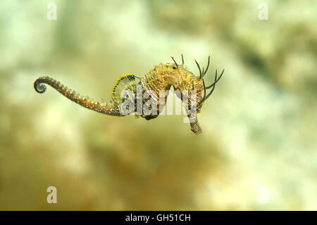 Maned Seahorse or Long-snouted seahorse (Hippocampus guttulatus) Black Sea Stock Photo