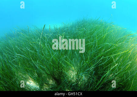 Dense thickets of  Seagrass Zostera on the sandbanks on the blue water background