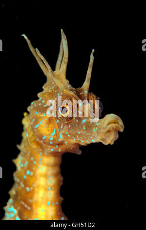 Portrait of a Maned Seahorse or Long-snouted seahorse (Hippocampus guttulatus) Black Sea Stock Photo