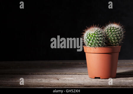 Cactus in front of dark wall on wooden table. View with copy space Stock Photo