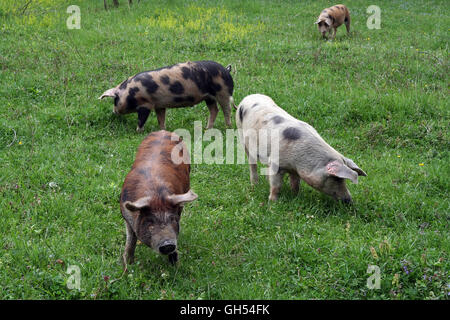 Pigs on the meadow. Pigs grazing on the meadow. Stock Photo