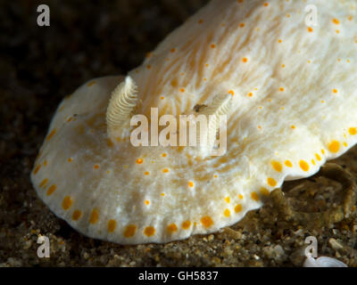 Nudibranch from Blairgowrie Pier Victoria Australia Stock Photo - Alamy