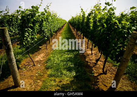 View along the grape vines at a vineyard in the Niagara region of Canada. Stock Photo