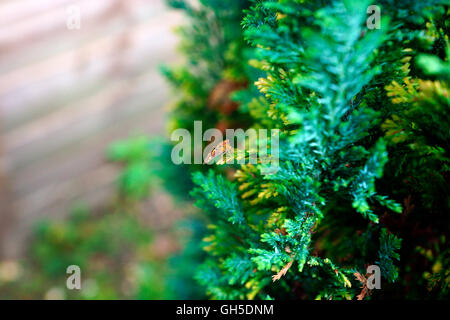 MINT MOTH ON A CONIFER . Stock Photo