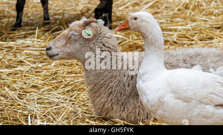 Sheep and geese together in a stable on a bed of straw Stock Photo