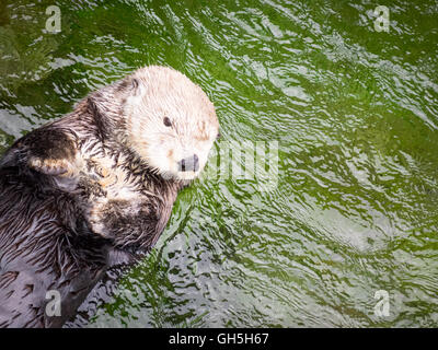 A female sea otter (Enhydra lutris) at the Vancouver Aquarium in Vancouver, British Columbia, Canada. Stock Photo