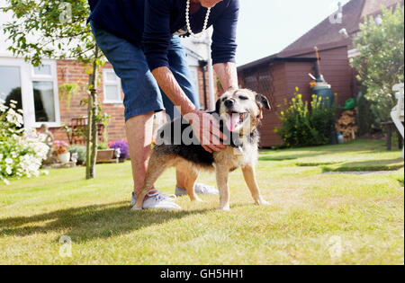 A Jack Russell Border Terrier cross breed dog plays in the garden and learns to ask for food in obedience test Stock Photo