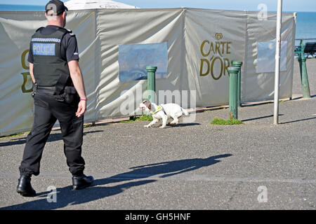 Police sniffer dog in action with handler Brighton seafront UK Stock Photo