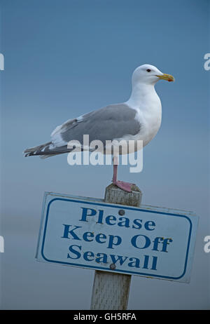 Herring gull on a seawall notice post Parksville Vancouver Island, Canada. SCO 11,127. Stock Photo